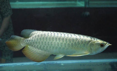龍魚有哪些品種