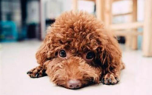狗狗得了犬瘟多久才能痊愈