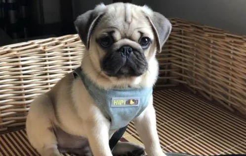 巴哥犬多少錢一只