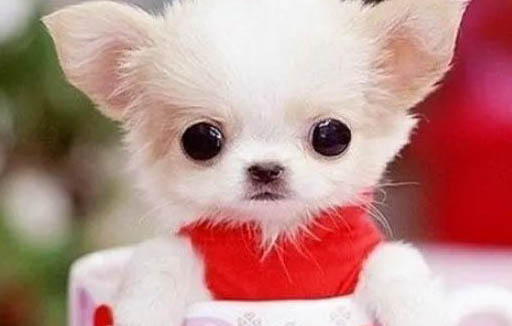 棉花面紗犬哪里有賣