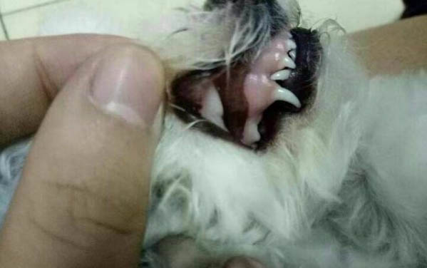 狗狗洗完澡一直撓