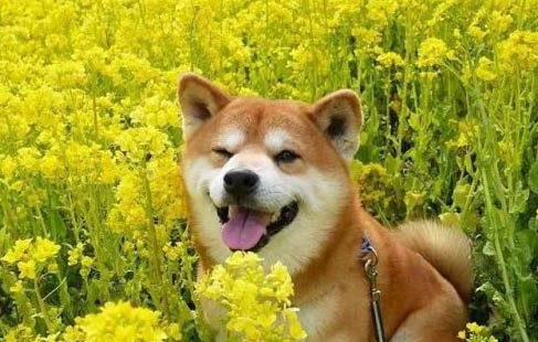 狗狗上火怎么辦最有效