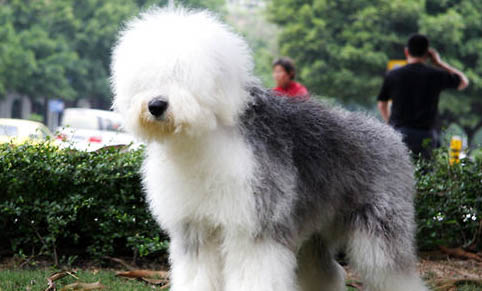 蘇格蘭牧羊犬犬瘟熱可以驅蟲嗎