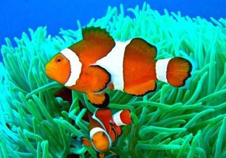 小丑魚是熱帶魚還是海