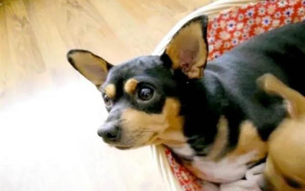 吉娃娃和小鹿犬哪個好養
