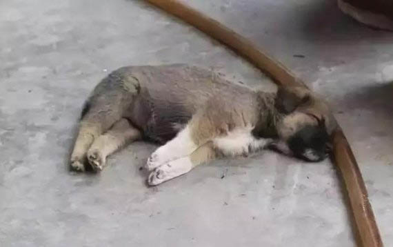 狗洗完澡為什么喜歡瘋跑