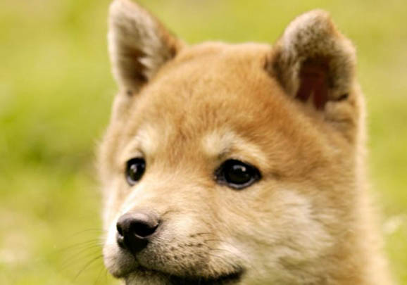 16個不可以養秋田犬的理由