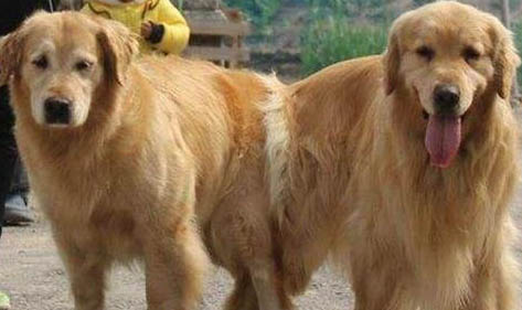 狗狗懷孕能吃西瓜嗎