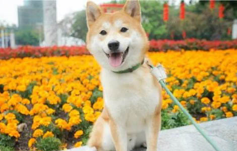 柴犬和秋田犬哪個(gè)好養(yǎng)