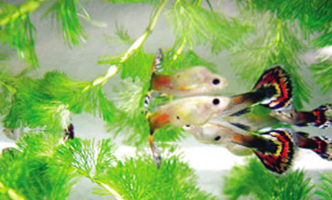 孔雀魚多久喂一次