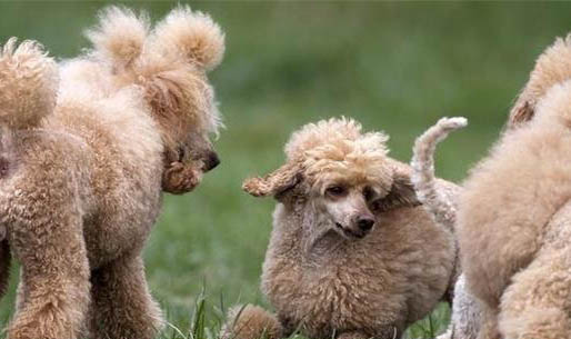 貴賓犬多久洗一次澡