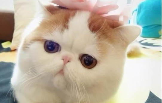 兩個月小貓能洗澡嗎