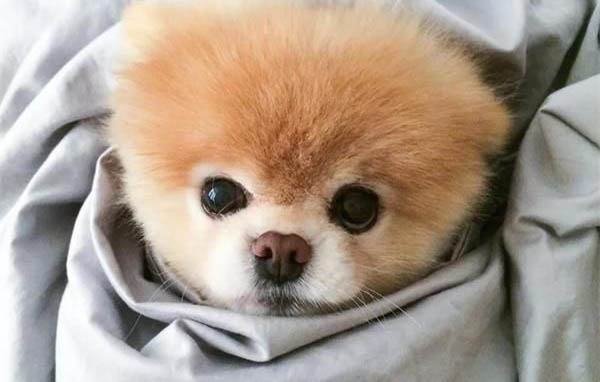 飼養博美犬的禁忌有哪些？