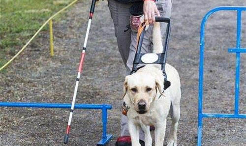 導盲犬為什么是拉布拉多