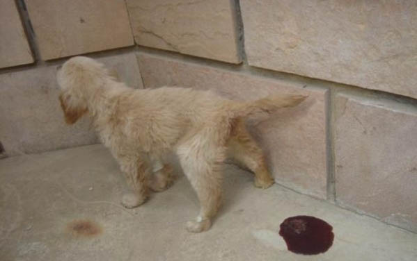 九子秋田犬有哪些狗