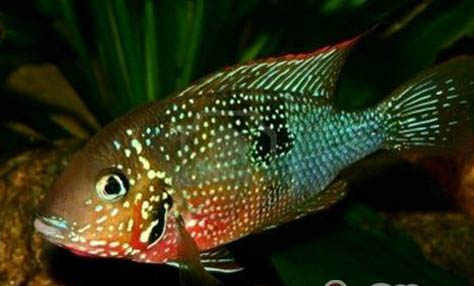 治療魚掉鱗的方法