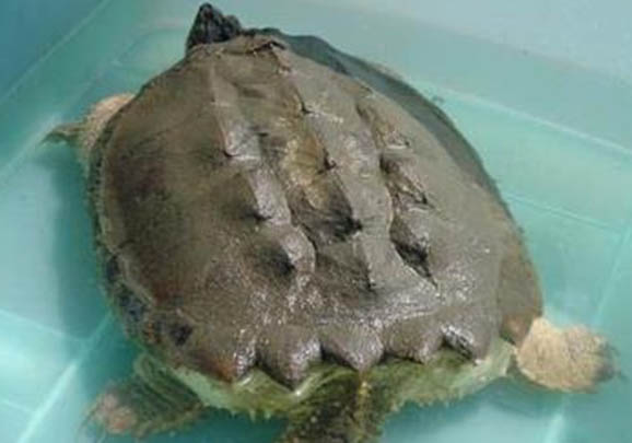 大鱷龜水深多少合適