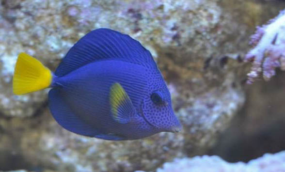 米奇魚能和什么魚混養