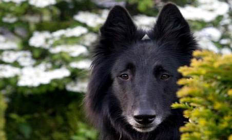 比利時牧羊犬可以吃葡萄嗎?
