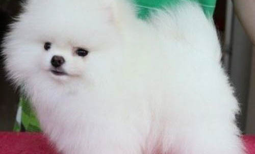 博美犬拉稀沒精神怎么辦