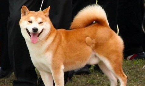 秋田犬打架厲害嗎
