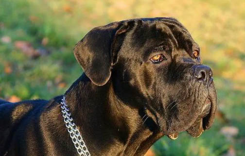 你知道養卡斯羅犬七大禁忌有哪些嗎