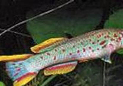 養(yǎng)的魚(yú)身上爛了怎么辦