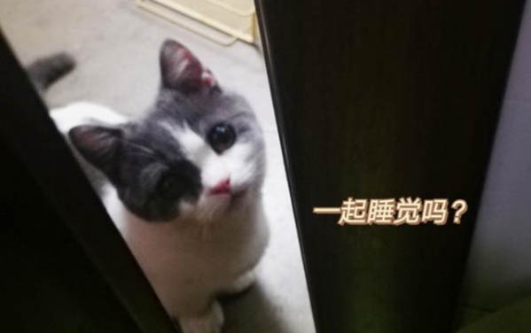 小貓多大能離開母貓