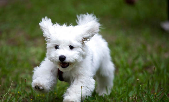 比熊犬與泰迪哪個好養(yǎng)