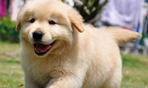 金毛得了犬瘟 一般多久會(huì)好