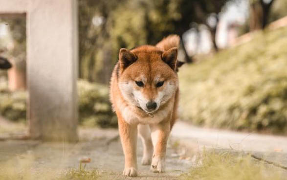 狗幾個月長大成年