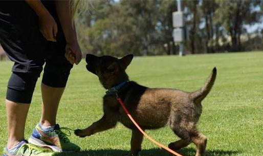 幼犬狗糧哪個牌子好