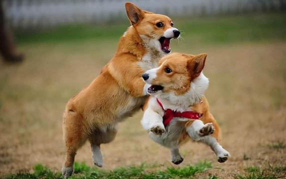 狗狗懷孕幾個月下崽