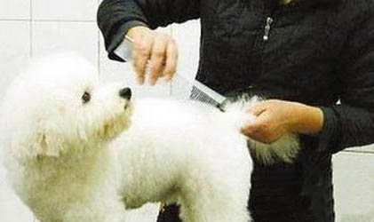 狗狗睡覺喘氣急促是什么情況