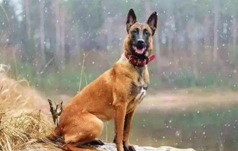 馬犬性格怎么樣?