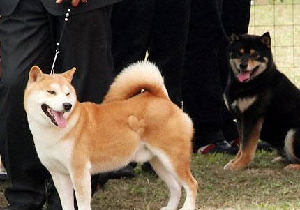 秋田犬價格一般多少錢一只