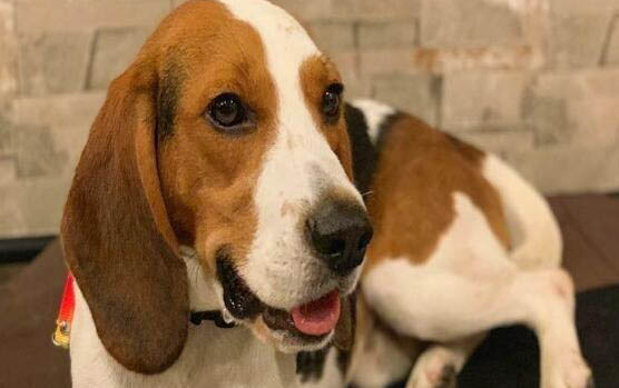 比格犬適合家庭飼養(yǎng)嗎