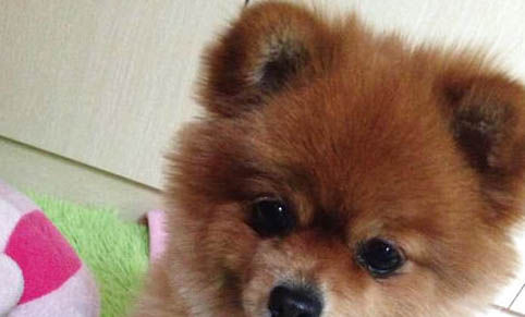 狗狗拉稀多久會死