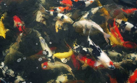 魚缸養錦鯉冬天需要打開氧氣泵嗎