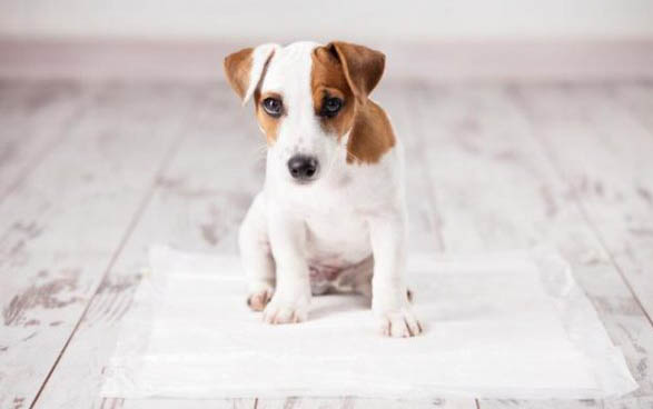 狗狗得了犬瘟還能活嗎