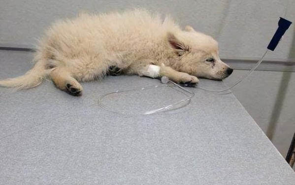 狗狗長腫瘤能活多久