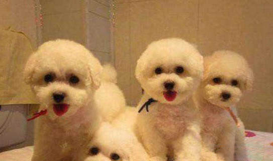 比熊犬壽命多少年