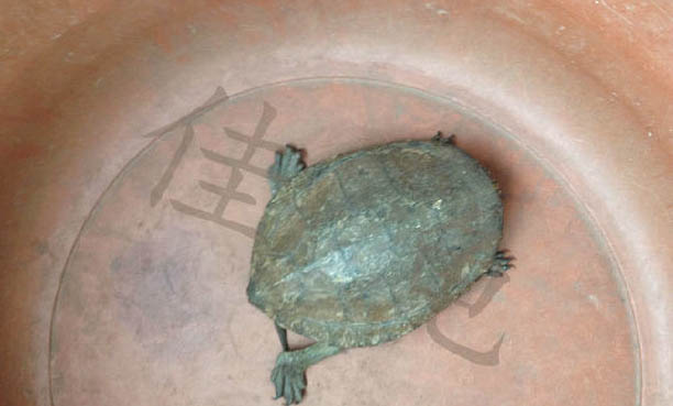 眼斑龜如何飼養
