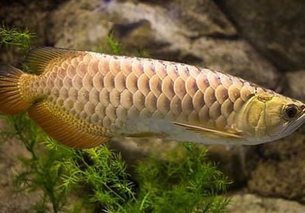 金龍魚多少錢一條?名貴觀賞魚果然不便宜!