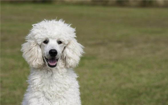 巨貴犬的缺點和優(yōu)點