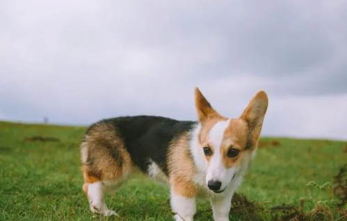 柯基犬不斷尾巴可以嗎