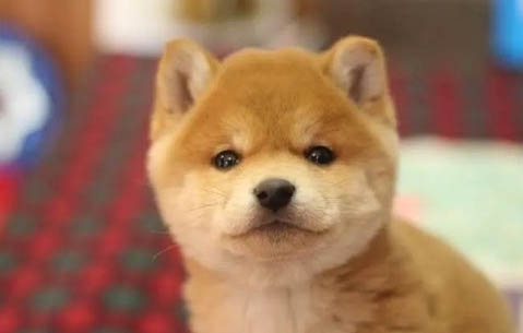 柴犬能長多大