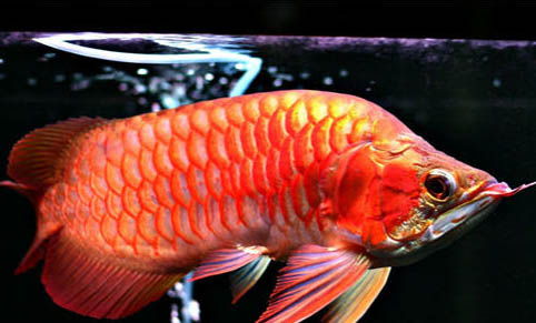 純凈水可以養(yǎng)魚嗎?