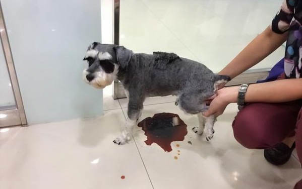 狗狗一輩子不擠肛門腺可以嗎