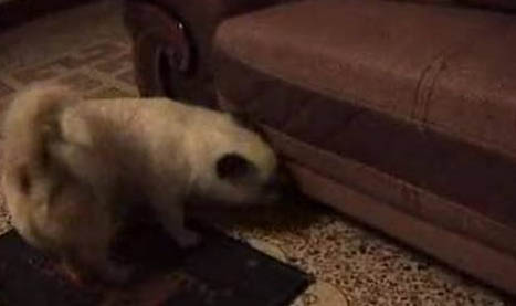 狗狗用鼻子拱食物是什么意思?